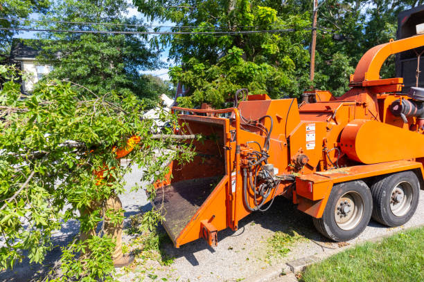 The Steps Involved in Our Tree Care Process in Eagle Point, AL